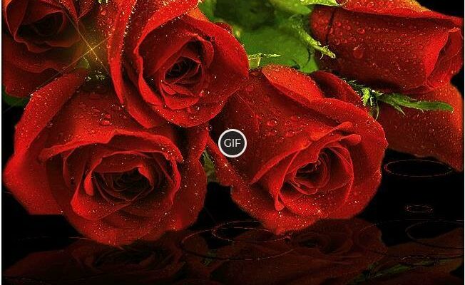 Гифки розы большие букеты