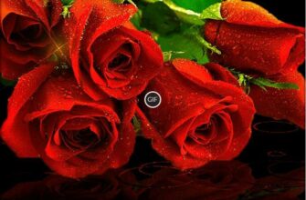 Красивые гифки с розами