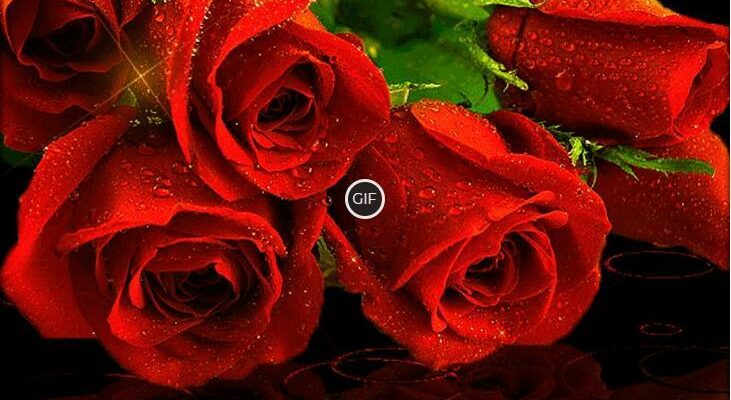 Красивые гифки с розами