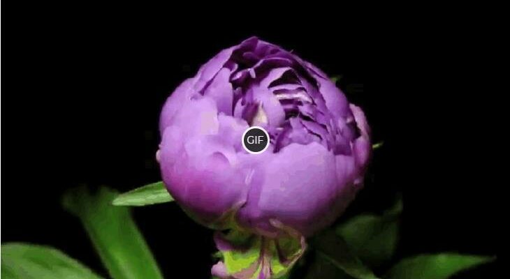 Новые гифки с распускающимися цветами
