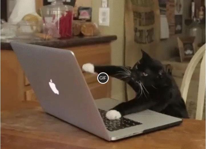 Гифка кот печатает на клавиатуре