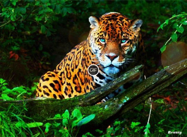 Гифка с красивым леопардом
