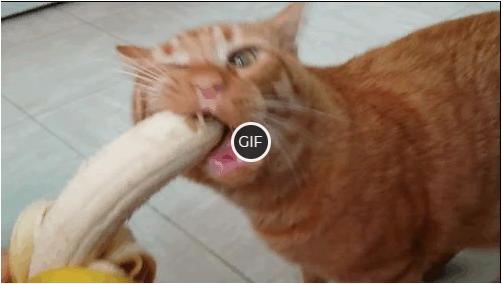 Смешная гифка кот ест банан