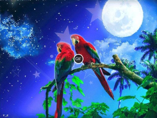 Гифка попугаи на фоне ночного неба