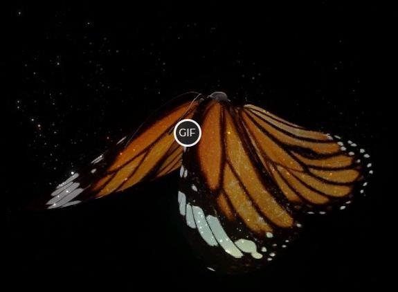 Очень красивая анимация с бабочкой на чёрном фоне