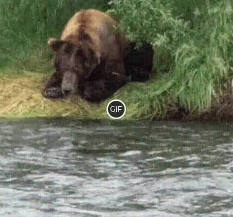 Гифка медведь ловит рыбу