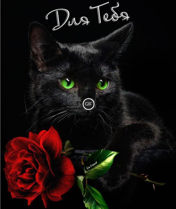 Гифка чёрная кошка с розой для тебя