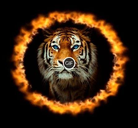 Гифка тигр в огненном кругу
