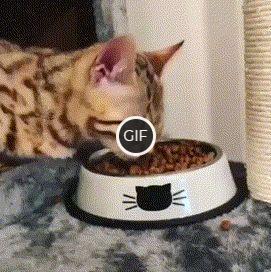Гифка кошка очень смешно ест