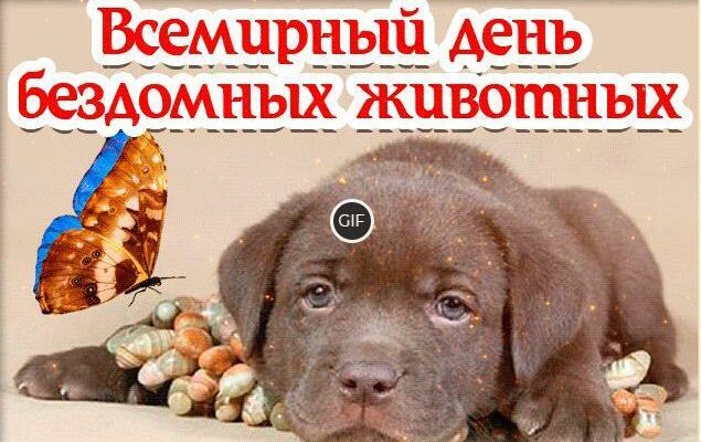 Гифки с Всемирным днём бездомных животных 17 Августа (20 gif картинок)