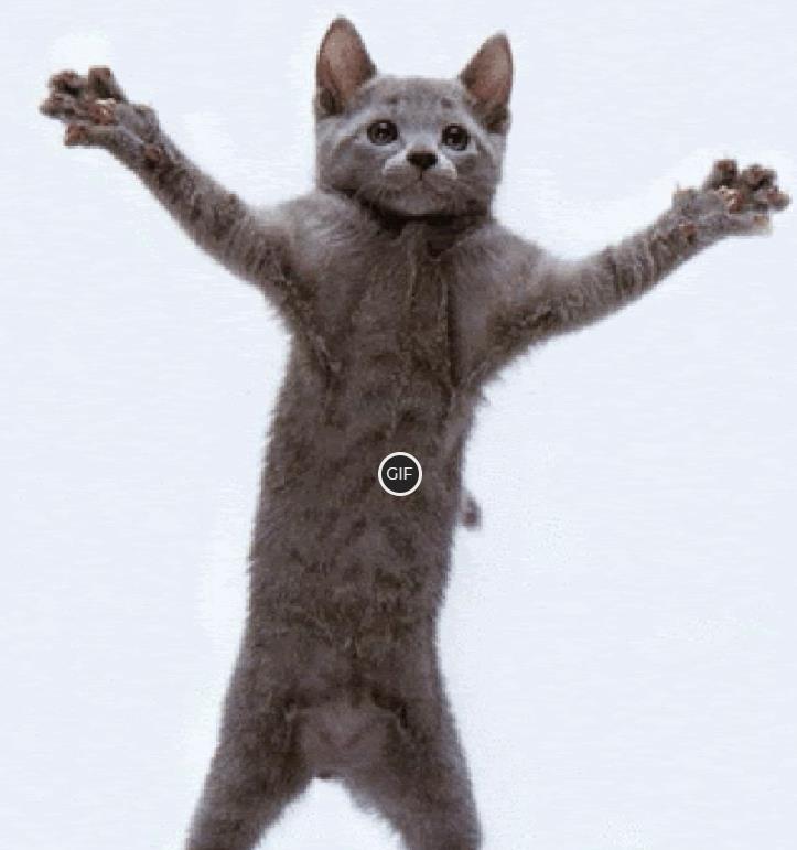 Котик танцует гиф