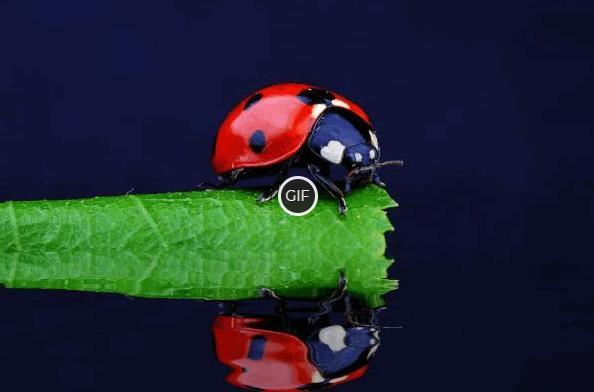 Топ - 10 самых красивых насекомых в мире