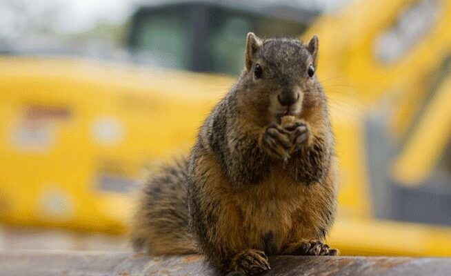 Топ-10 самых популярных домашних животных: милые питомцы