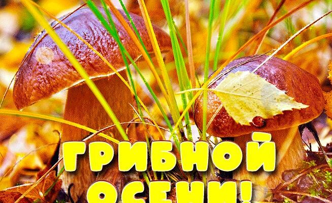 Гифки с грибами