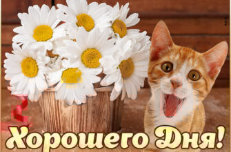 Хорошего дня гифки очень красивые женщине