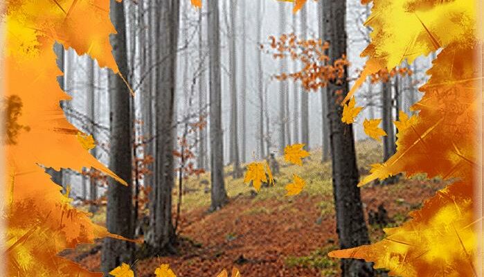 Картинки осенние листья в лесу анимация