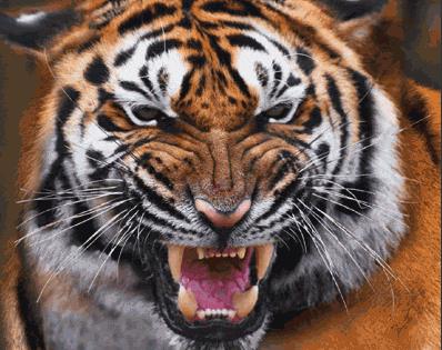 Гифки рычащая голова тигра