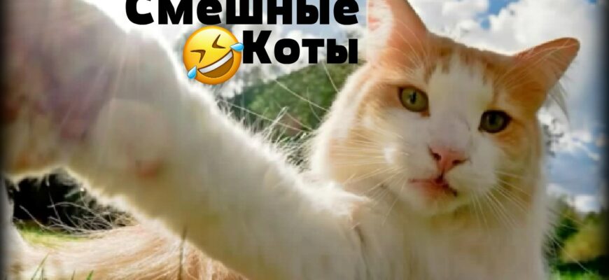Смешные картинки про кошек с надписями