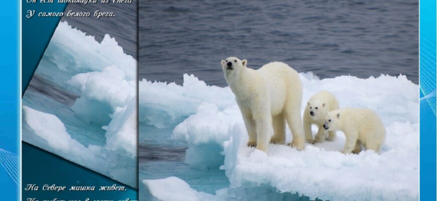 Картинки с Днём белого полярного медведя 27 Февраля