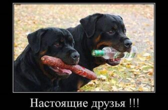 Демотиваторы свежие (130 фото)