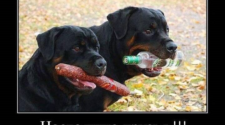 Демотиваторы свежие (130 фото)