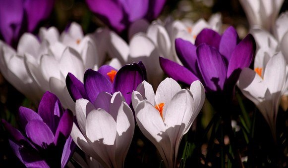 Красивые весенние картинки с цветами (125 фото)