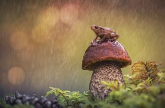 Прикольные с днём грибного дождя 6 Августа 2022