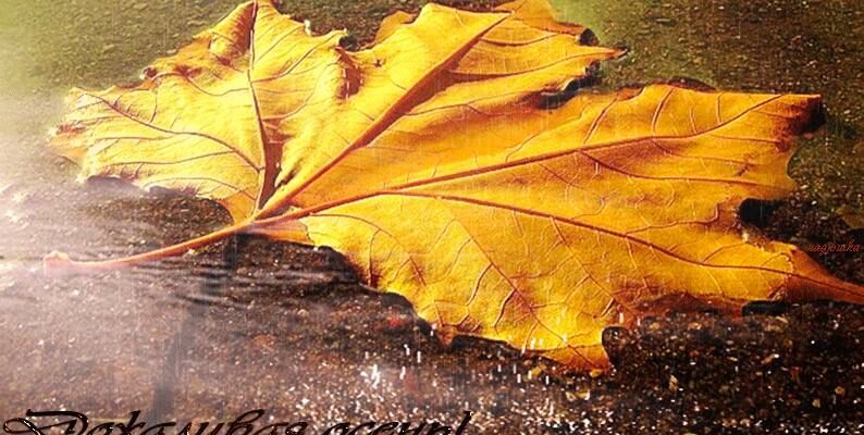 Дождливые осенние гифки (20 gif картинок)