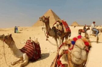 Верблюды Гифки