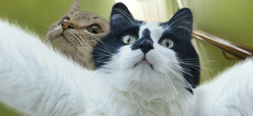 Смешные котики и кошки (100 фото)