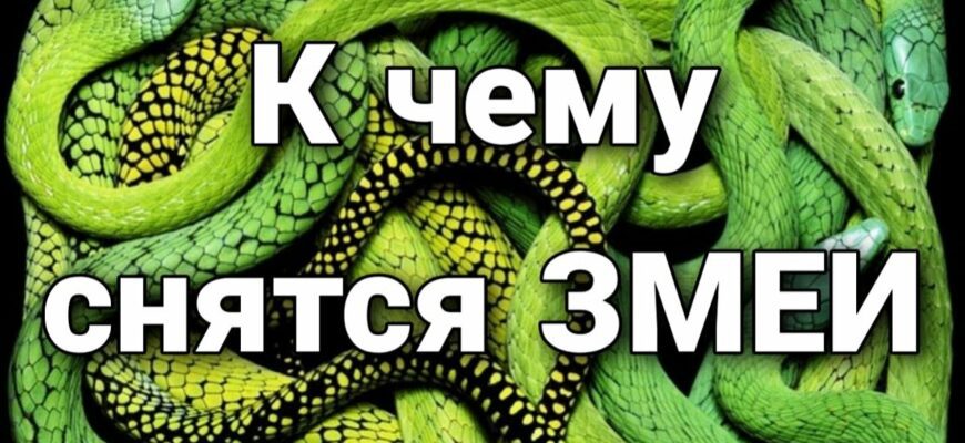 К чему снятся Змеи? Толкования сна
