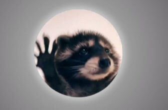 Гифка Енот танцует под песню «Pedro, Pedro, Pedro»