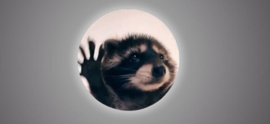 Гифка Енот танцует под песню «Pedro, Pedro, Pedro»