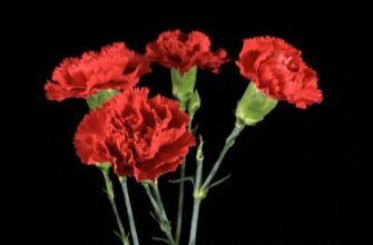 Гифки с Гвоздиками (20 gif картинок)