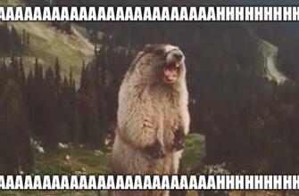 Гифка Бобёр Кричит на горе