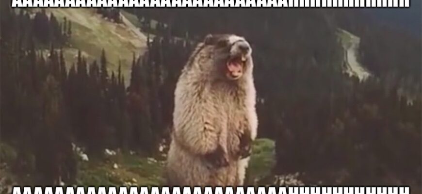 Гифка Бобёр Кричит на горе