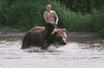 Гифки Русский Медведь (20 gif картинок)