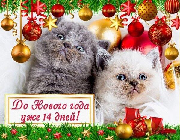 Смешная праздничная картинка с котами и текстом "до Нового Года осталось 14 дней". Смешная праздничная картинка с котами и текстом "до Нового Года осталось 14 дней".