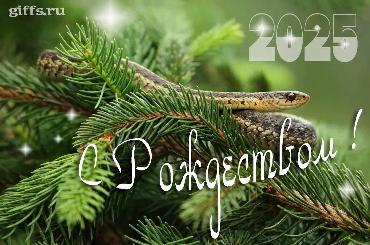 Фото змеи в еловых ветках и надпись "С рождеством 2025!". Фото змеи в еловых ветках и надпись "С рождеством 2025!".