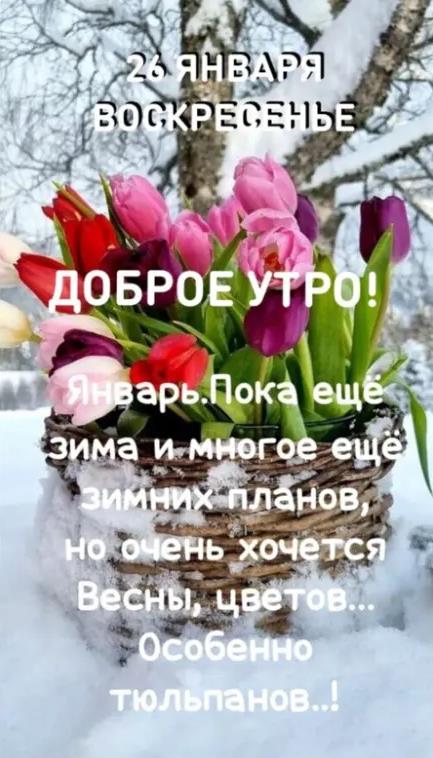 Зимне - весенняя открытка с тюльпанами и пожеланием доброго утра в Воскресенье 26 января. Зимне - весенняя открытка с тюльпанами и пожеланием доброго утра в Воскресенье 26 января.