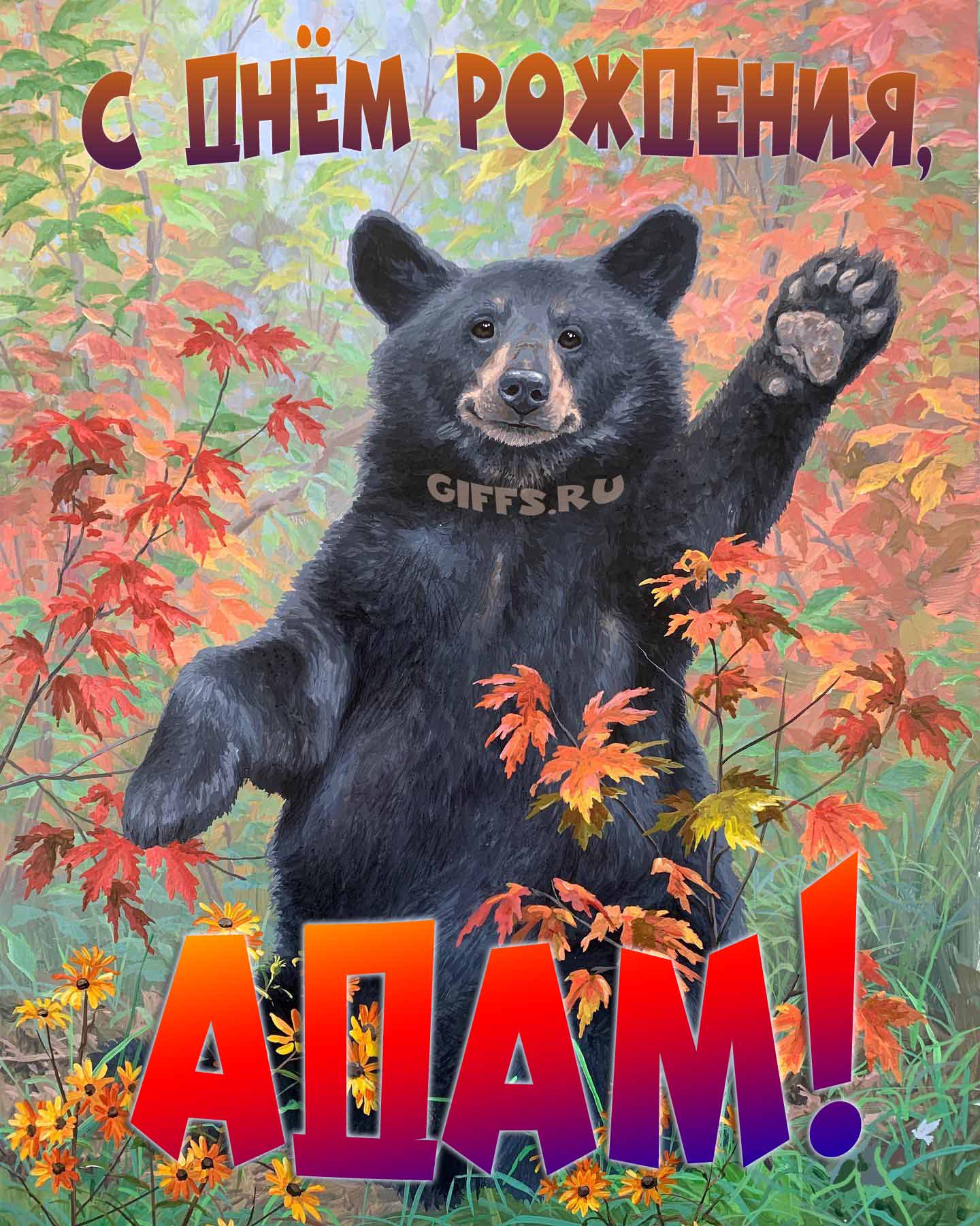 Смешная и прикольная осенняя картинка с машущим медведем "С днём рождения, Адам!".