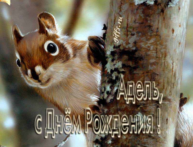 Смешная картинка с белочкой для поздравления Адель с ДР. Смешная картинка с белочкой для поздравления Адель с ДР.