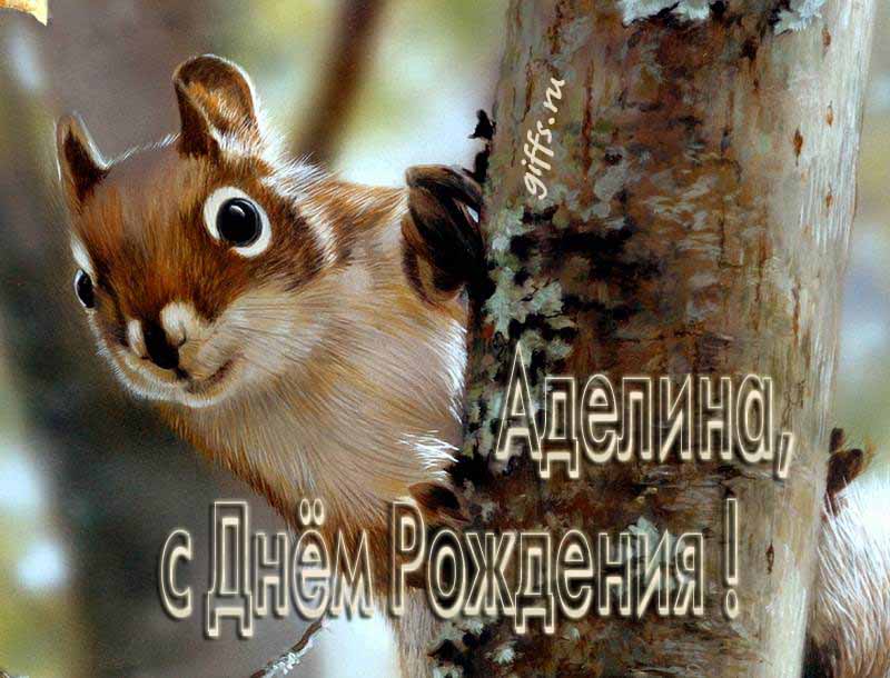 Смешная картинка с белочкой для поздравления Аделины с ДР.