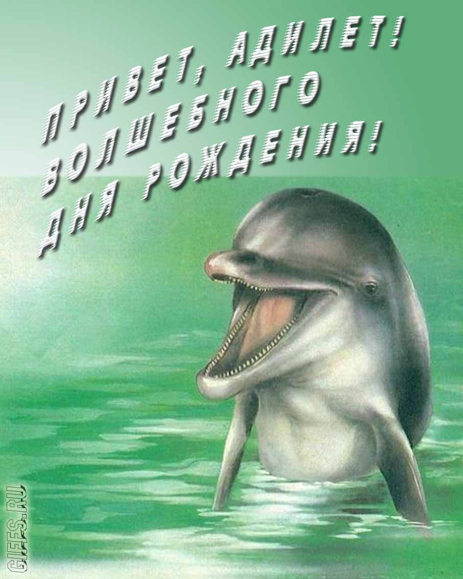 Прикольная картинка с дельфином "Привет, Адилет! Волшебного дня рождения!". Прикольная картинка с дельфином "Привет, Адилет! Волшебного дня рождения!".