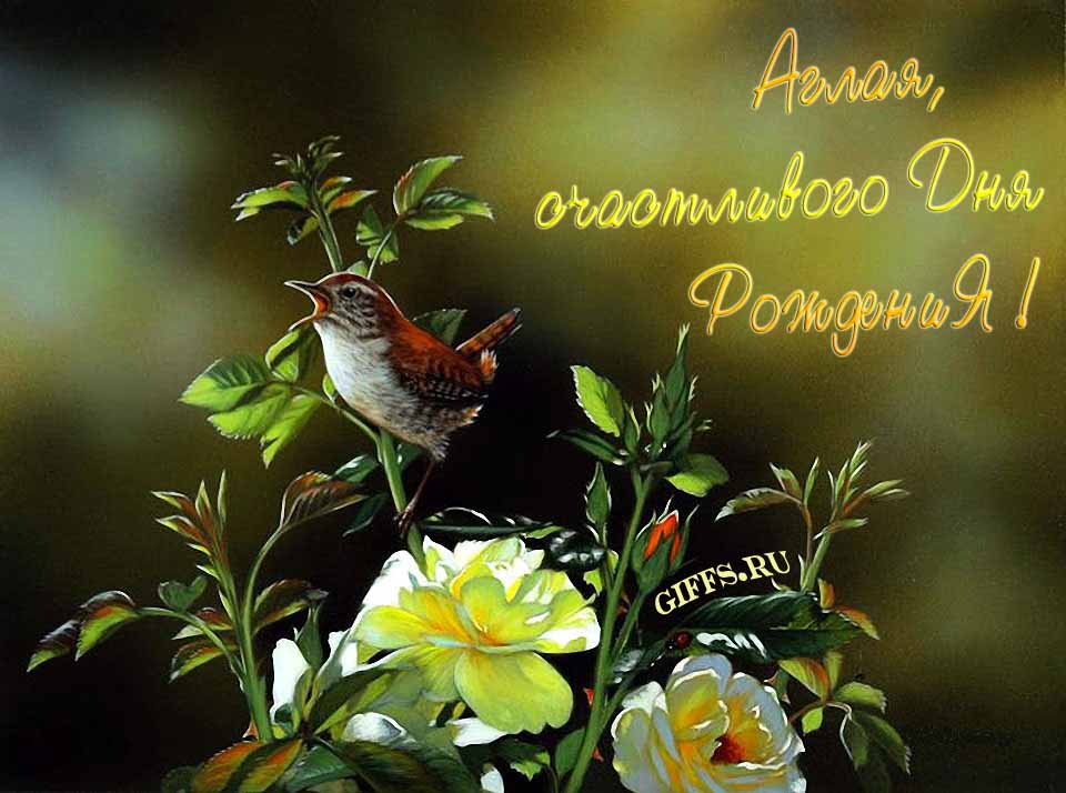 Прикольная картинка с кричащей птичкой : "Аглая, счастливого дня рождения!". Прикольная картинка с кричащей птичкой : "Аглая, счастливого дня рождения!".