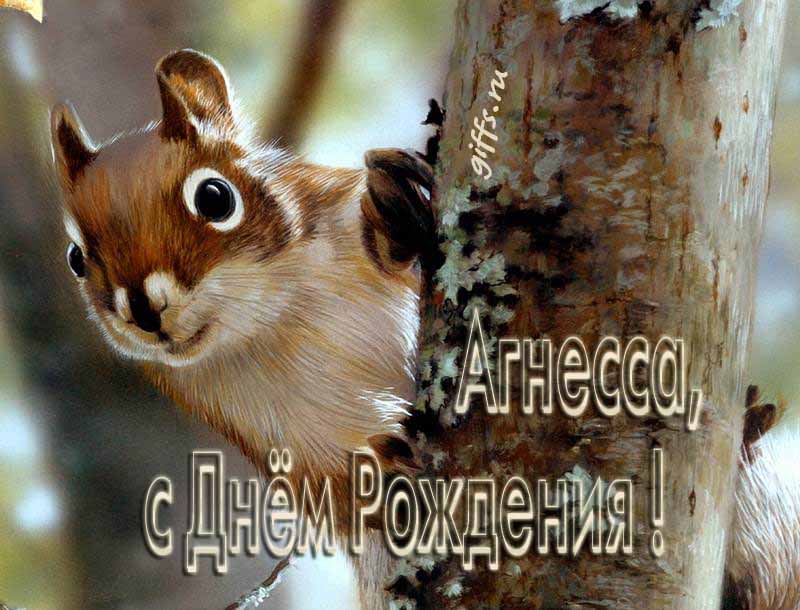 Смешная картинка с белочкой для поздравления Агнессы с ДР.