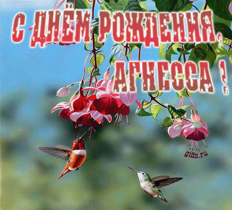 Яркая летняя открытка с птичками в цветах ко дню рождения Агнессы.