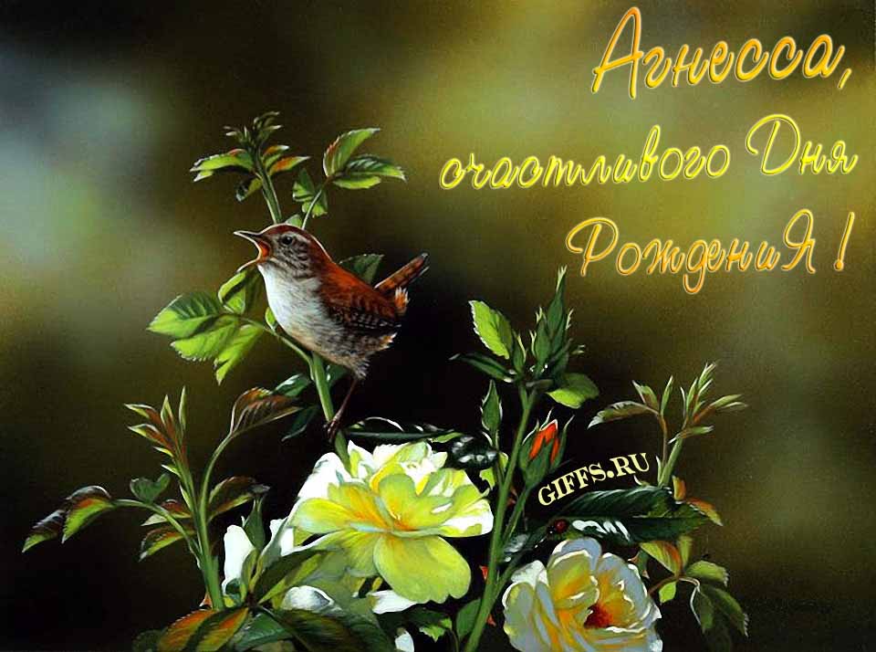 Прикольная картинка с кричащей птичкой : "Агнесса, счастливого дня рождения!".