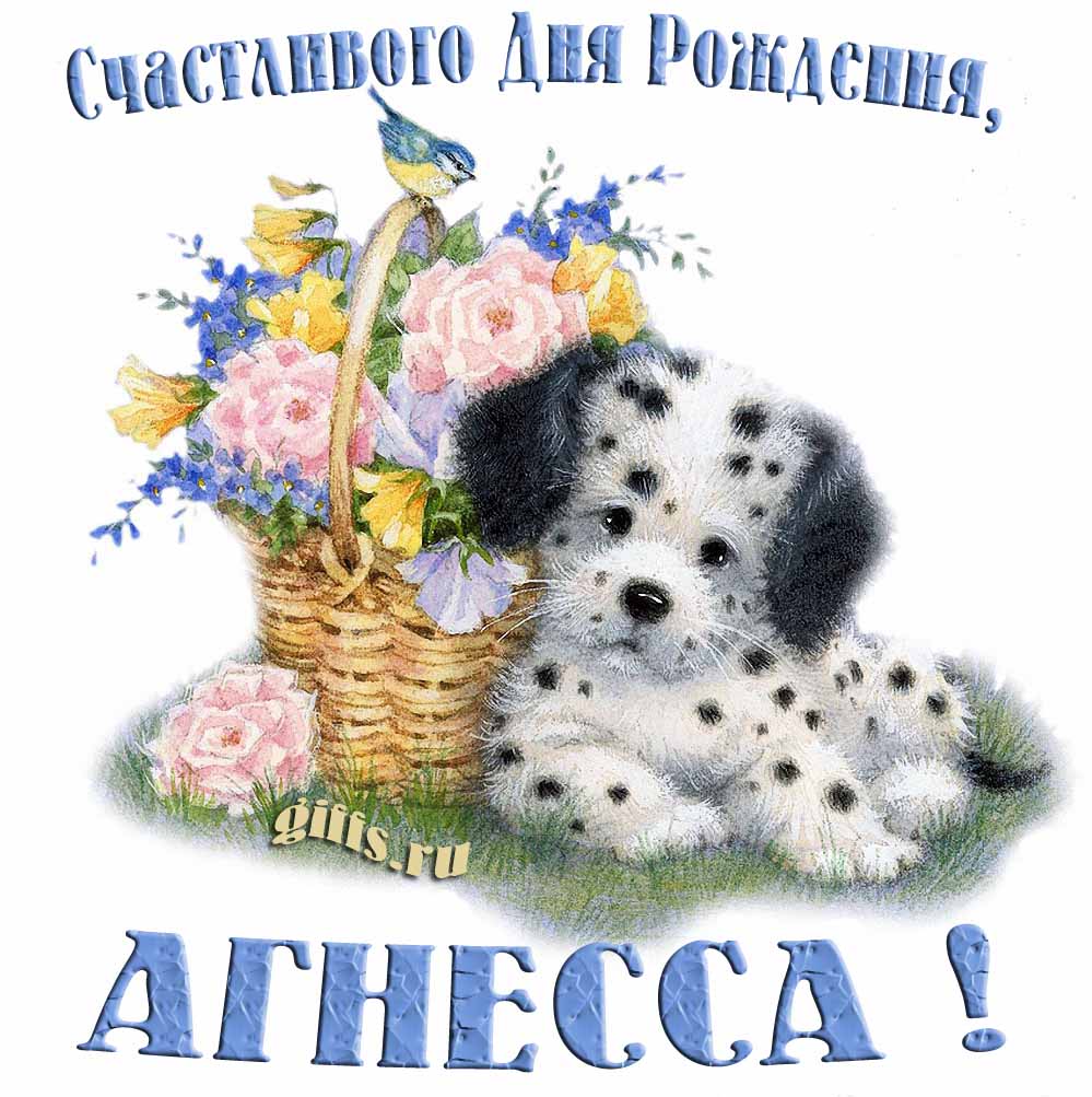 Прикольная и смешная открытка с корзиной цветов и собачкой для пожелания счастливого дня рождения Агнессе.