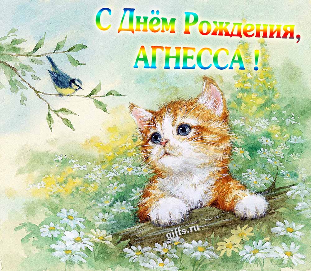 Красивая картинка с котёнком в полевых ромашках для поздравления Агнессы с днём её рождения.